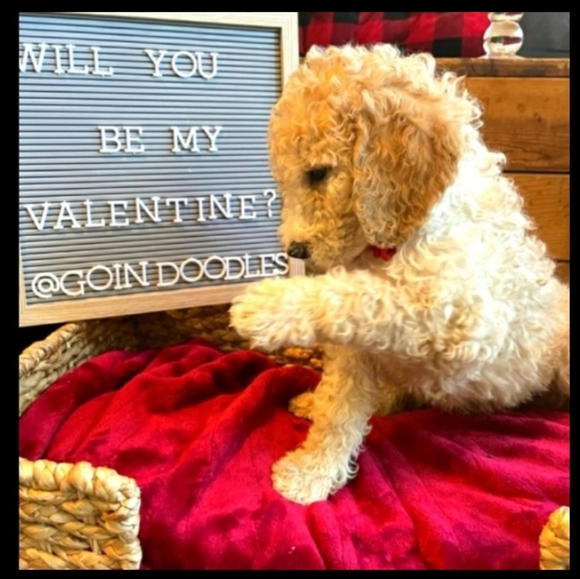 ⛳️ POLO RALPH LAUREN HOODIE Vintage RED UniSex Kangaroo 🦘 Pocket Sz LG - Picture 3 of 14